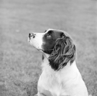 Picture of english springer spaniel