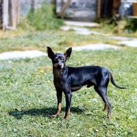 Picture of english toy terrier from lenster standing on grass