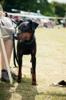 Picture of English Toy Terrier near chair