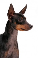 Picture of English Toy Terrier on white background, portrait
