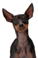 Picture of English Toy Terrier on white background, front view