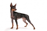 Picture of English Toy Terrier on white background