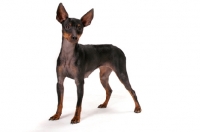 Picture of English Toy Terrier on white background