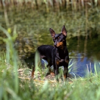 Picture of english toy terrier standing by water