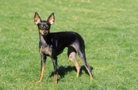 Picture of English Toy Terrier standing on grass