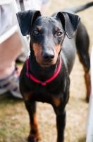 Picture of English Toy Terrier