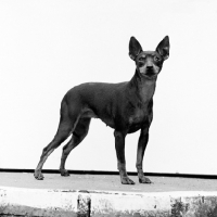 Picture of english toy terrier