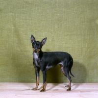 Picture of english toy terrier