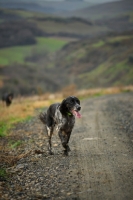 Picture of english walking on a gravel road