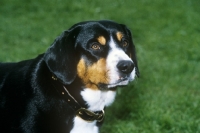 Picture of entelbucher sennenhund, head study