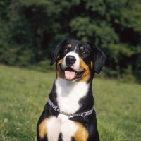Picture of Entlebucher Sennenhund portrait