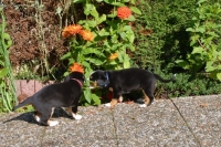 Picture of Entlebucher Sennenhund puppies exploring garden