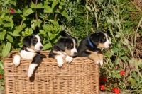 Picture of Entlebucher Sennenhund puppies