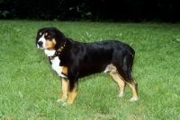 Picture of entlebucher sennenhund, side view