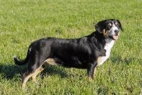 Picture of Entlebucher Sennenhund, side view