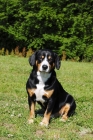 Picture of entlebucher sennenhund sitting