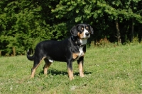 Picture of entlebucher sennenhund standing on grass