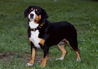 Picture of entlebucher standing on grass
