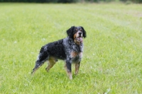 Picture of Epagneul Breton in grass