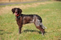 Picture of Epagneul de Saint-Usuge (aka Saint Usuge Spaniel), side view