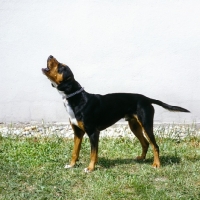 Picture of erdelyi kopov howling