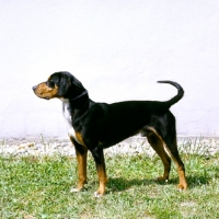 Picture of erdelyi kopov standing on grass