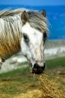 Picture of eriskay mare eating hay
