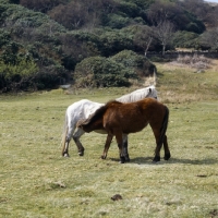 Picture of Eriskay mare with a large foal