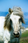 Picture of eriskay mare 