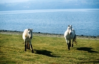 Picture of eriskay ponies, two mares 