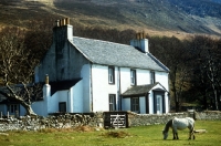 Picture of eriskay pony beside cottage on holy island, scotland