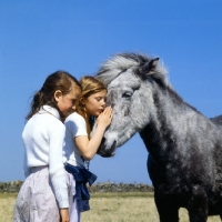 Picture of Eriskay Pony cuddled by children