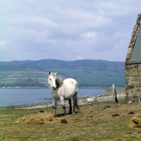 Picture of Eriskay Pony eating hay