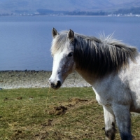 Picture of Eriskay Pony eating hay