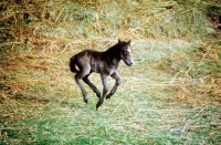 Picture of eriskay pony foal cantering