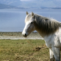 Picture of Eriskay Pony head study