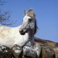 Picture of Eriskay Pony looking over stone wall