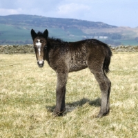 Picture of Eriskay Pony, Maggie's foal