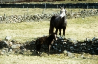 Picture of eriskay pony mare and foal in scotland