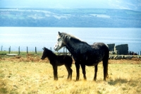 Picture of eriskay pony mare and foal in scotland