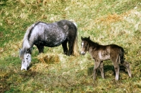 Picture of eriskay pony mare and foal 