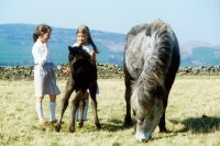 Picture of eriskay pony mare grazing while children pat her foal