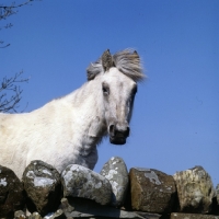 Picture of Eriskay Pony mare looking over a stone wall 