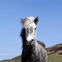 Picture of Eriskay Pony
