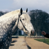 Picture of espoir, percheron stallion at haras du pin