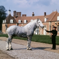 Picture of espoir, percheron stallion at haras du pin