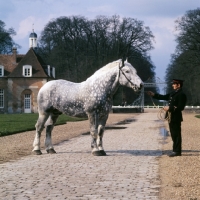 Picture of espoir, percheron stallion at haras du pin with french handler