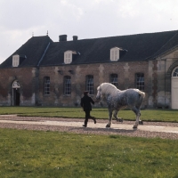 Picture of espoir, percheron stallion trotting in hand at haras du pin