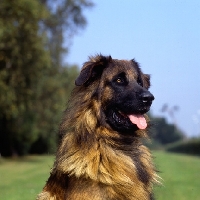 Picture of estrela mountain dog head portrait, uk breed record holder
