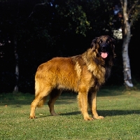 Picture of estrela mountain dog, parsley